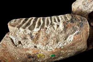 Jawbone: Dwarf elephant tooth