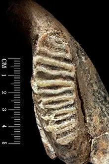Jawbone: Dwarf elephant tooth