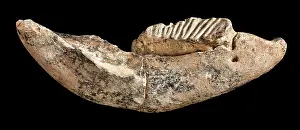 Jawbone: Dwarf elephant tooth