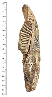 Jawbone: Dwarf elephant tooth