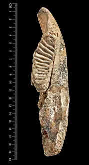 Jawbone: Dwarf elephant tooth