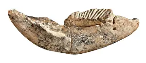 Epitheria: Dwarf elephant tooth