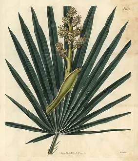 Humilis: Dwarf fan-palm, Chamaerops humilis