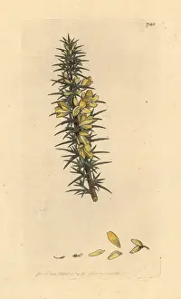 Furze: Dwarf furze, Ulex minor