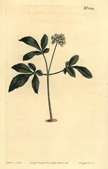 Pusilla: Dwarf ginseng, Panax trifolius