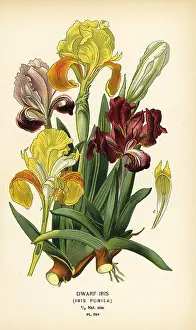 Pumila: Dwarf iris, Iris pumila