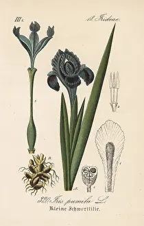 Schlechtendal: Dwarf iris, Iris pumila