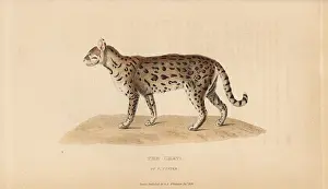 Pardalis: Dwarf leopard, Leopardus pardalis mitis