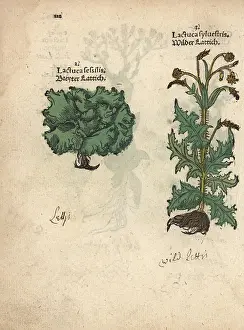 Lactuca: Dwarf lettuce, Lactuca sessilis, and prickly