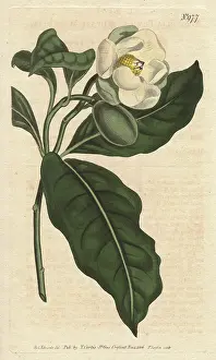 1790 1800: Dwarf magnolia with white flowers, a native