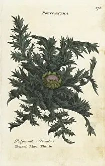 Hamiltons: Dwarf may thistle, Cirsium acaule