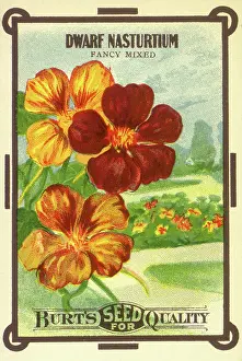 Packets: Dwarf Nasturtiums