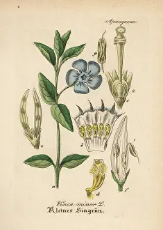Periwinkle: Dwarf periwinkle, Vinca minor