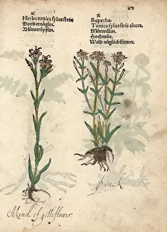 Lonicer: Dwarf pink carnations, Dianthus caryophyllus