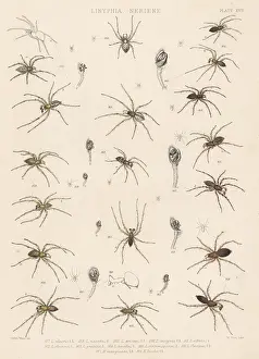Arachnology: Dwarf and sheetweb spiders