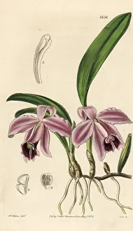 Pumila: Dwarf sophronitis orchid, Cattleya pumila