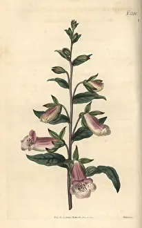 Digitalis: Dwarf Spanish foxglove, Digitalis minor
