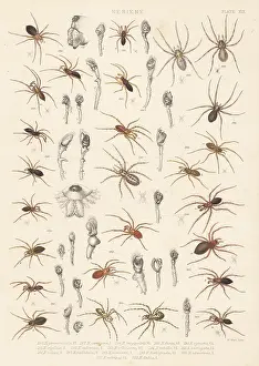 Arachnology: Dwarf spiders, sheet weaver spiders, etc