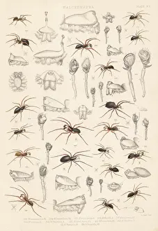Arachnology: Dwarf spiders, sheet weaver spiders, etc