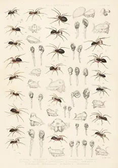 Arachnology: Dwarf spiders, sheet weaver spiders, etc
