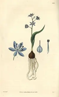 Scilla: Dwarf squill, Scilla pumila