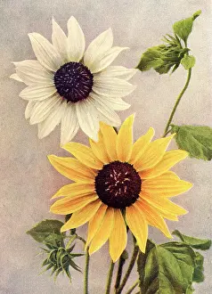 Tess Hines: Dwarf sunflowers