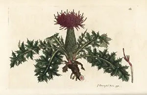 Carduus: Dwarf thistle, Cirsium acaulon