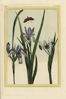 Chinoiserie: Dwarf violet iris, Iris verna