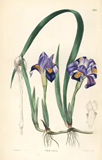 Shrubbery: Dwarf violet iris or vernal American flower