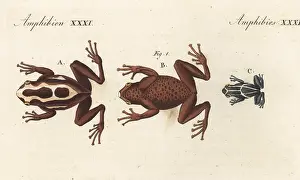 Ventral: Dyeing dart frog, Dendrobates tinctorius