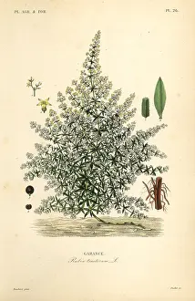 Rubia: Dyer's madder or common madder, Rubia