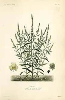 Maubert: Dyer's rocket or dyer's weed