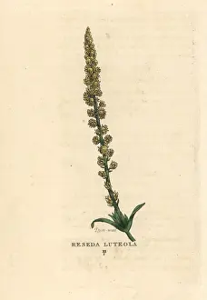 Dyers: Dyer's weed, Reseda luteola