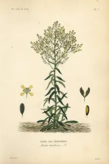 Maubert: Dyer's woad, Isatis tinctoria. Dyer's