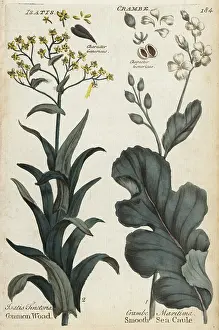 Woad: Dyer's woad, Isatis tinctoria, and sea kale