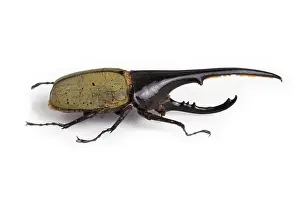 Scarab: Dynastes hercules, hercules beetle