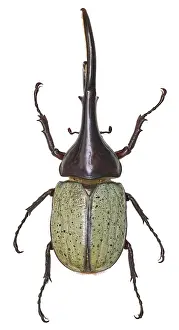 Scarab: Dynastes hercules, hercules beetle