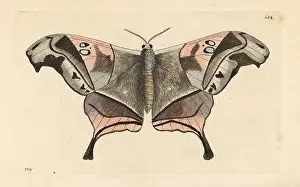 Phalaena: Dysdaemonia boreas moth