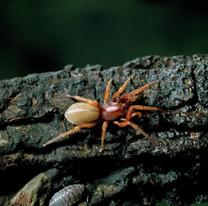 Lobsters: Dysdera crocata, woodlouse spider
