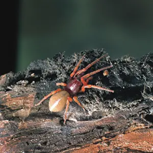 Ladybirds: Dysdera crocata, woodlouse spider