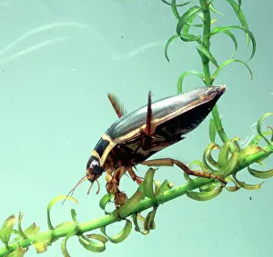 Dytiscus: Dytiscus marginalis, great diving beetle