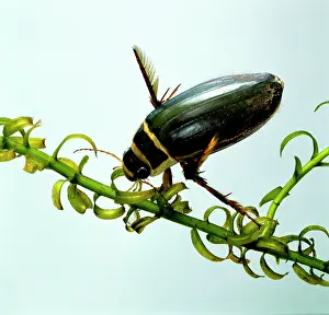Dytiscus: Dytiscus marginalis, great diving beetle