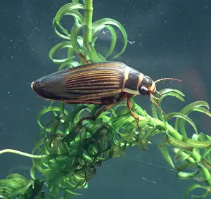 Dytiscus: Dytiscus marginalis, great diving beetle
