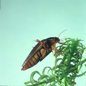 Dytiscus: Dytiscus marginalis, great diving beetle