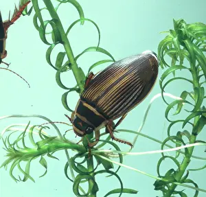 Dytiscus: Dytiscus marginalis, great diving beetle