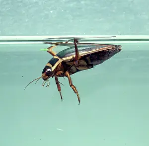 Dytiscus: Dytiscus marginalis, great diving beetle