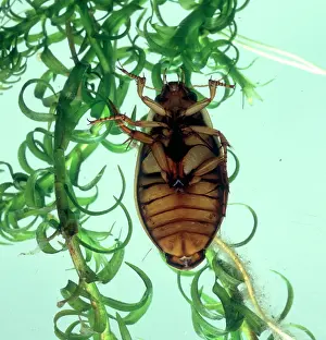 Dytiscus: Dytiscus marginalis, the underside of a great diving beetle