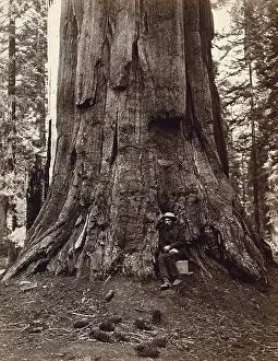 Carleton: Eadweard Muybridge and General Grant Tree, c. 1864