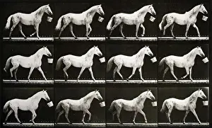 Eadweard: Eadweard Muybridge A sequence of photographs showing