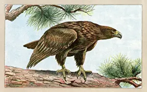 Eagles: An eagle